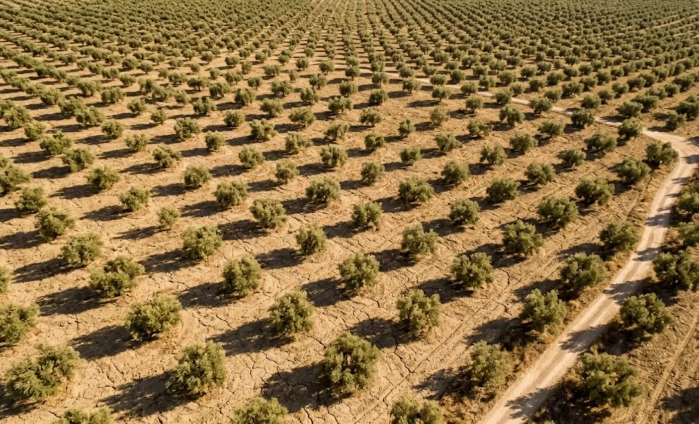 Olivar andaluz afectado por la sequía causante de la subida del precio del aceite de oliva en 2024
